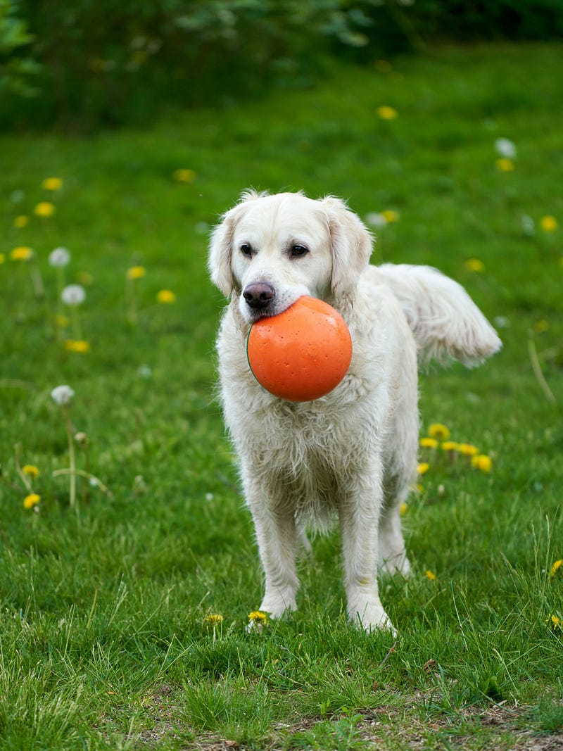 Look What Aiden Found Today — Episode #250