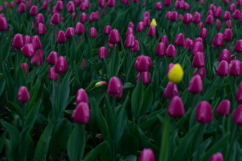 Curated Collection and Daily Updates