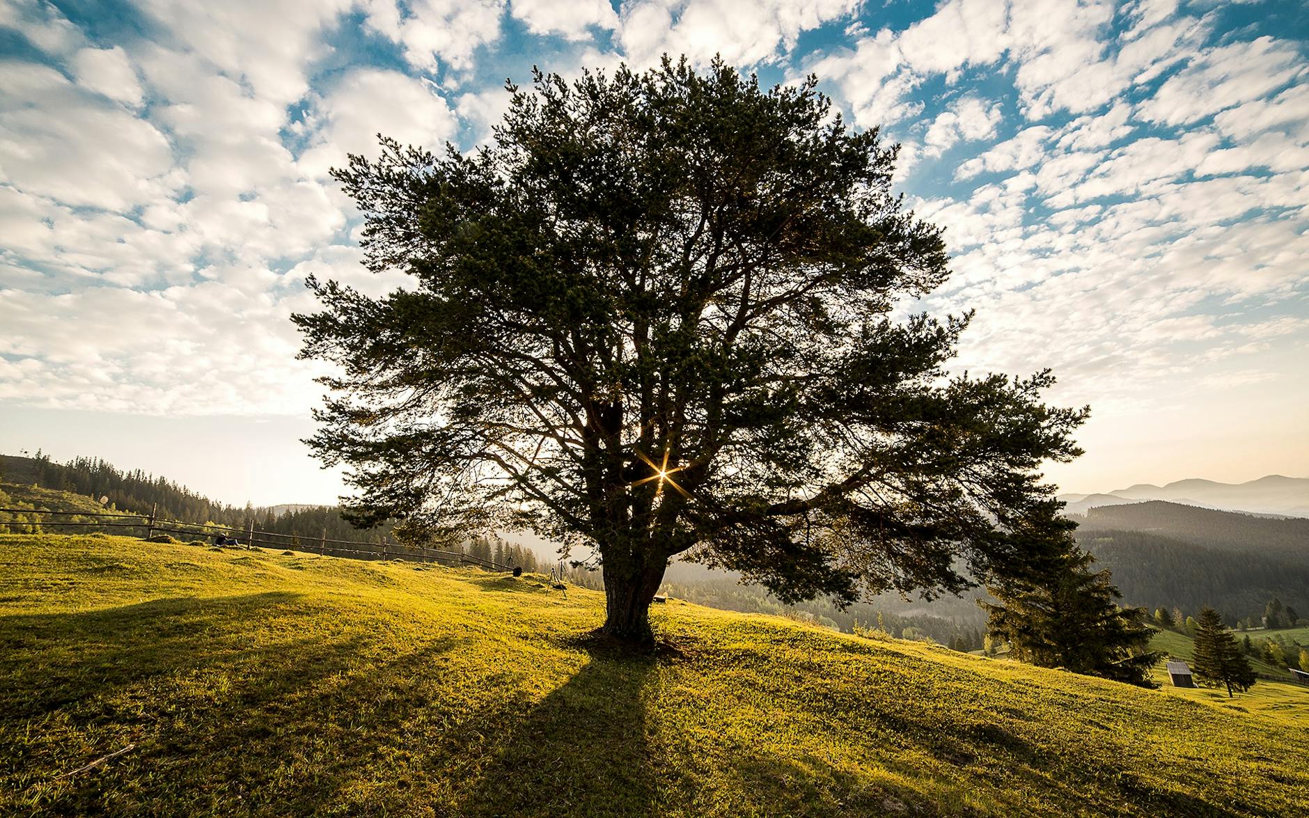 Roots of Resilience